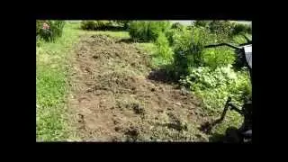 3 Sisters and Potato Garden Update 2