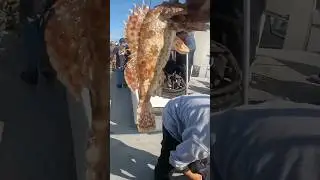 Long Beach sport fishing. #fishing #longbeachsportfishing #charterboat