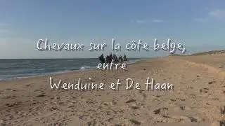 Chevaux - coucher de soleil - mer du Nord - côte belge - Wenduine - De Haan