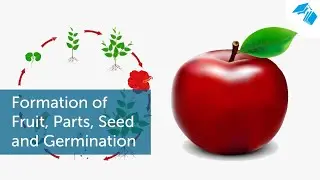 Formation of Fruit, Parts, Seed & Germination | IBLIB Educations