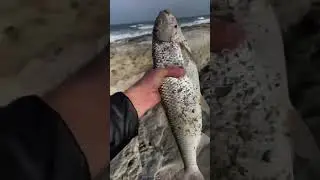 Красивая Рыба Кутум.Рыбалка на Каспийском Море #fishing #рыбалка #fish