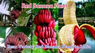 Red Banana Farming In India, भारत में लाल केले की खेती, All Over India  Red Banana Plant Supplier.