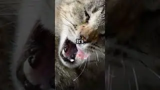 Cat Reality Show #youtubeshortsand #facts #birdnest #birds #animals #animalshorts #animalsvideo