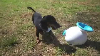 Demo: iFetch automatic ball launcher for dogs | Crutchfield video