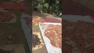 Asi ponen a secar el cacao criollo en Tenares Republica Dominicana. Para hacer Chocolate Organico