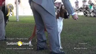 Show Dog Boxer - Vegas Sunland BR - www.showdog.tv