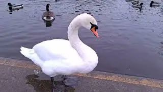 WALKING 48 SWANS, DUCKS AND GEESE