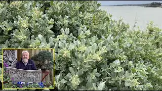 ARBUSTE AUX FEUILLES D&rsquo;ARGENT R&Eacute;SISTANT AU VENT, LE POURPIER DE MER (Le Quotidien du Jardin N&deg; 520)