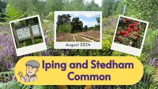 Walking through heather on Iping and Stedham common