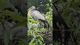 #vainavivlogs #birdsanctuary #srirangapattana#boating#crocs #crocodiles#story#viralshorts #trending