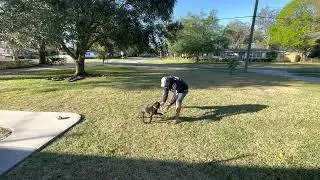 Lana the Pudelpointer pt19 Retrieving