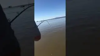 Fishing for white sturgeon on the delta California custom rod stubborn