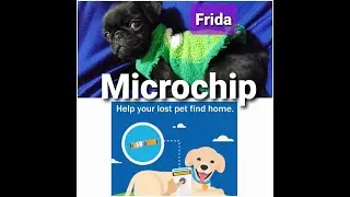 Microchip My Pet/ SHOULD I MICROCHIP MY PET? / Humane Society Benefits Save Money/ Pug