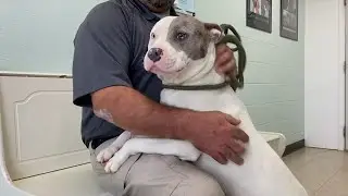 Animals taken from Chickamauga home in hoarding case