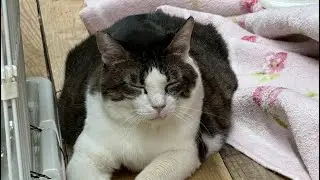 サムネイルはたすけ　