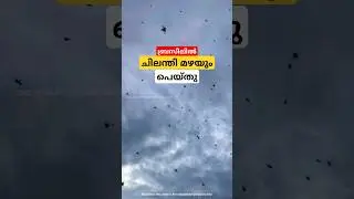ആകാശത്തുനിന്നും പെയ്തിറങ്ങിയ ചിലന്തികൾ spider rain in Brazil malayalam shorts