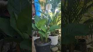 Hybrid Peach Lilly #flower #gardening #shortvideo #highlights #gardeningindia #explore #fyp