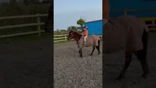 Teelings Little Legs with a non riding 4yo boy just playing around in the arena