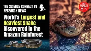World's Largest and Heaviest Snake Species Discovered in Amazon Rainforest.