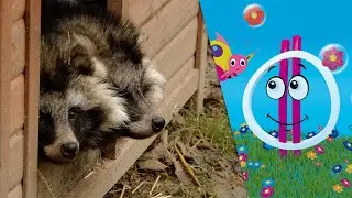 &Aacute;llati sztorik - A mos&oacute;medve sz&uuml;linapja (Hetedh&eacute;t Kaland)