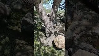 How to prune Coast Live Oak (Quercus agrifolia)