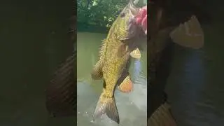 Best smallmouth bait #springfishing #fishing #smallmouthbassfishing