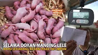 AWALNYA GA TEGA ❗❗ EKHIRNYA INI UMPAN DI PAKE JUGA ❗❗ HASILNYA BIKIN KORANG PENUH, TANGAN PEGEL