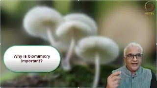 Why is biomimicry important? | Week 1 - Part 3 : Introduction to Biomimicry