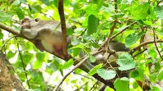 Jane monkey, Ready for sleep on Bayon tree, all of family come and relaxes, over no body bored her