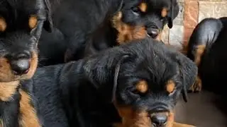 Animals behavior