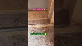 #termites#pestmanagement service#home termite control#viral shorts#pest control tips for subsribe🏡🤔🙏