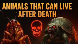 Animals That Can Live After Death