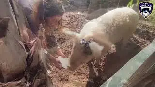 🥳 Ruppert's birthday party! - Easy Horse Care Rescue Centre
