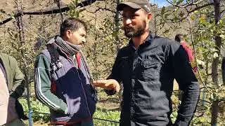 High density apple 🍎 orchard in Bani Lowang,