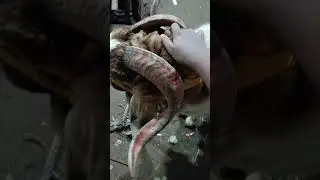 devnar Bakra Mandi mein aaya Minda ₹0000 #devnar #bakr #goat #vlog #mumbai ❤️❤️❤️👍
