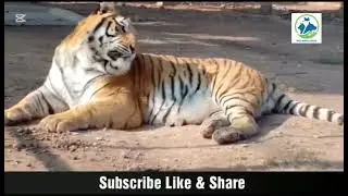 Tiger Most Amazing Big Cats wild Animal Akkacks humans Amazing Zoo Animal Video #viralyoutubevideos