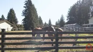24032 66 ave Langley Amy Brattebo - Langley Acreage and Equestrian Property Real Estate Specialist