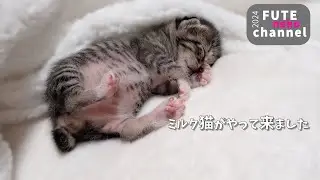 緊急で保護されたミルク猫がやって来ました【保護子猫】