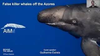 AIMM' Webinar #5 - False killer whales off the Azores