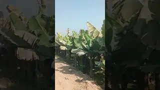 banana 🍌 Field sindh