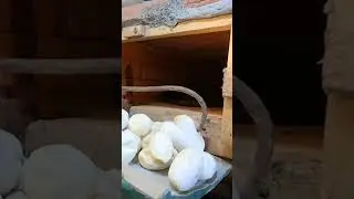 egg harvesting in cobra farm #shorts