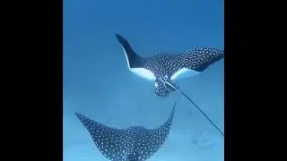 Scuba Cancun April 2021