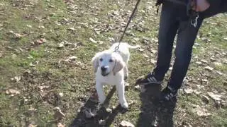 EDUCATION CANINE PRO / 1er Cours collectif chiot (marche en laisse, obéissance)/