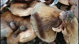 Paxillus  involutus &ndash; Seta enrollada -  Brown Rollrim