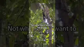 Big spider while creek walking in North Queensland