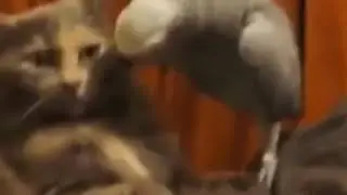 Брат чё как