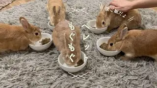 うさぎさん家族で夜ごはん　#うさぎ　#うさぎ多頭飼い  #rabbit  #bunny  #癒し