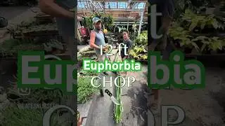 Эуфорбия высотой 12 футов. Измельчение и подпорка. Часть 1!