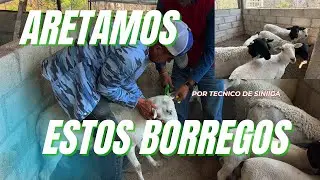 ARETES SINIIGA- DEBES SABER ESTO ANTES DE PONERLOS- ARETADO  Y PRUEBA SANGUINEA