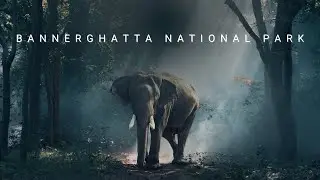 Bannerghatta National Park | Jungle Safari | Zoo | Butterfly Park | Bangalore